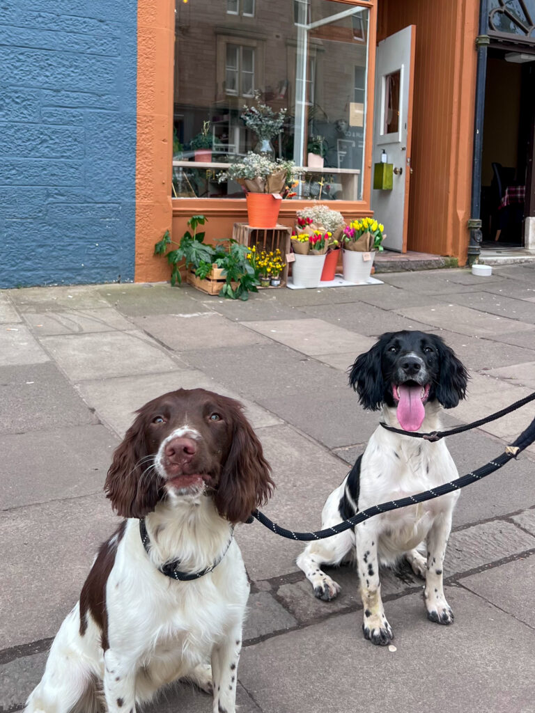 two dogs in front of dog shop, Bone Fide