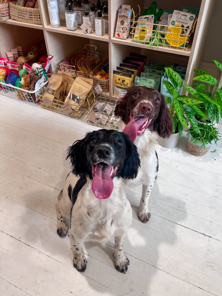 two dogs in dog shop
