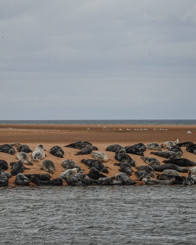 seals on seal beach